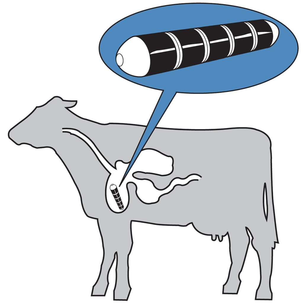 Diagram showing cow magnet attracting sharp metal objects in cattle stomach