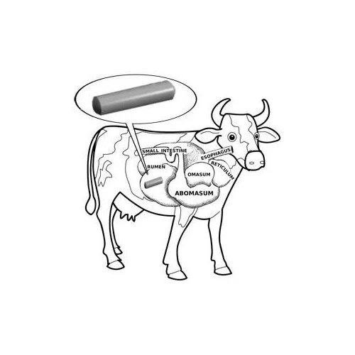 Cow magnet placement in reticulum to prevent hardware disease in cattle Diagram showing metal trapping mechanism.