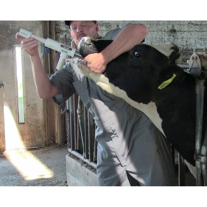 Healthy dairy cow on pasture protected from hardware disease with cow magnet