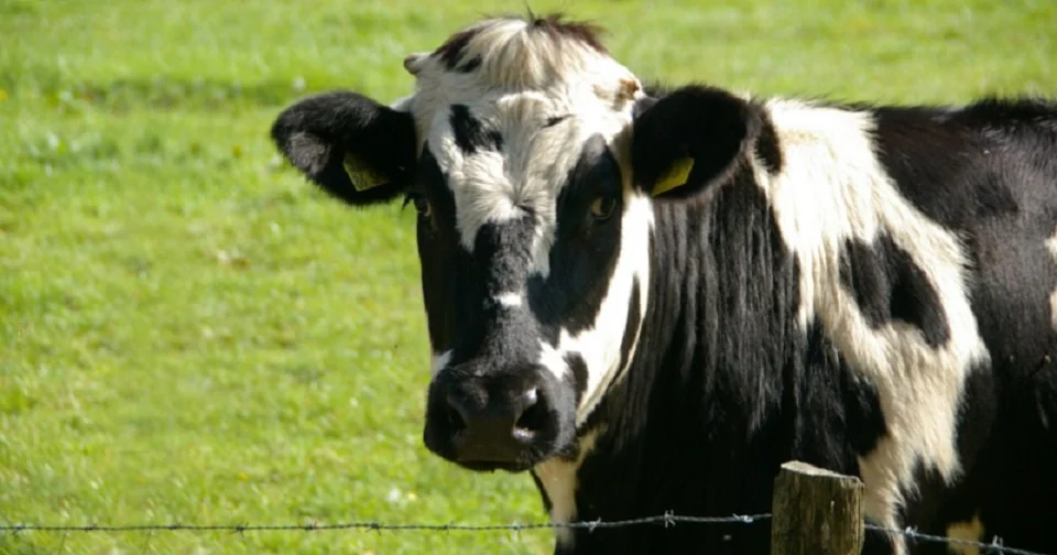 cow magnet